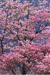 《粗暴的正义：'84 年》将于12月20日在任天堂Switch、PS和Xbox平台发布